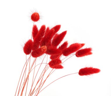 Beyaz arka planda izole edilmiş kırmızı tüylü tavşan kuyruğu çimenler. Kurumuş Lagurus çiçekleri..