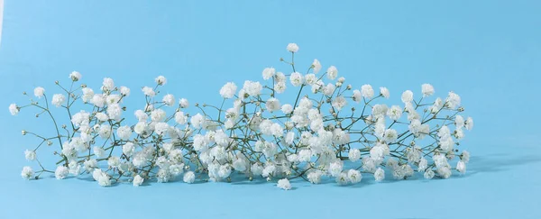 Small white Gypsophila flowers on blue background