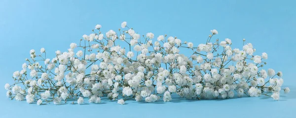 Small white Gypsophila flowers on blue background