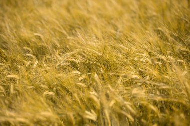 Gün batımında olgunlaşmış buğday. Peyzaj.