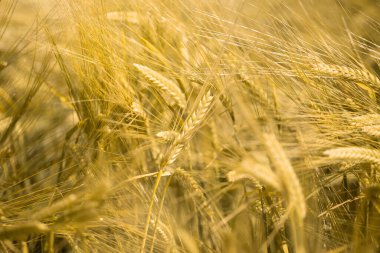 Gün batımında olgunlaşmış buğday. Peyzaj.