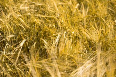 Gün batımında olgunlaşmış buğday. Peyzaj.