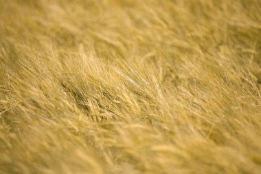 Gün batımında olgunlaşmış buğday. Peyzaj.