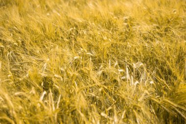 Gün batımında olgunlaşmış buğday. Peyzaj.