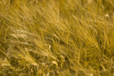 Gün batımında olgunlaşmış buğday. Peyzaj.