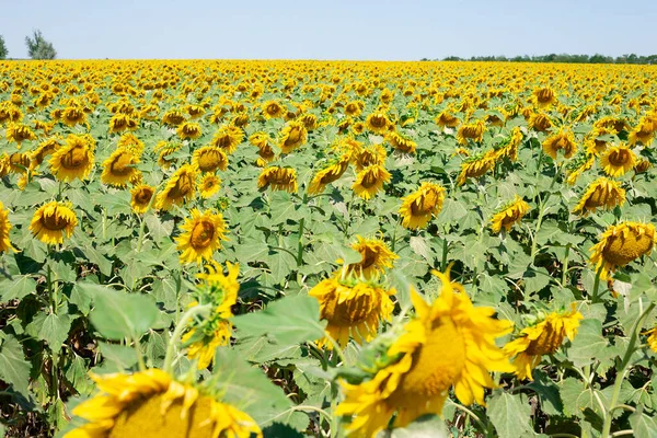 stock image Photo of a summer field of blooming sunflowers. Real field.