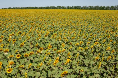 Çiçek açan bir yaz tarlasının fotoğrafı. Gerçek alan.