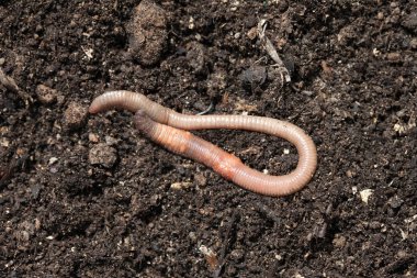 Breeding earthworms in the garden. Macro clipart