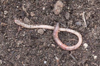 Breeding earthworms in the garden. Macro clipart
