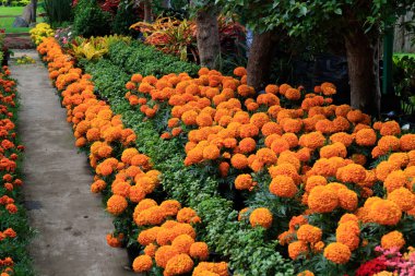 Tagetes erecta, Meksika kadife çiçeği, Aztek kadife çiçeği olarak da adlandırılan bir cins Tagetes Meksika ve Orta Amerika yerli türüdür. Çiçek, cempasuchil da Meksika'da ölü çiçek denir.