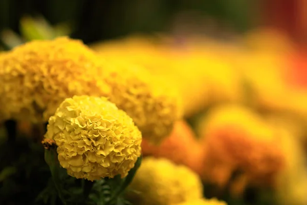 Afrikaantje Erecta Mexicaanse Goudsbloem Ook Wel Genoemd Azteekse Goudsbloem Een — Stockfoto