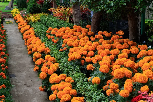 Tagetes Erecta Növények Mexikói Körömvirág Más Néven Oláhleány Egy Faja — Stock Fotó