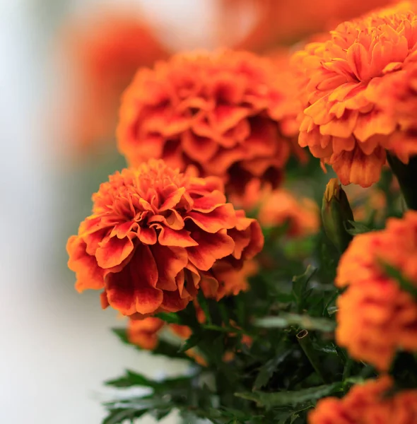 The cempasuchil or zempasuchil called the Flower of the Dead in Mexico is the Tagetes erecta, the Mexican marigold, also called Aztec marigold.