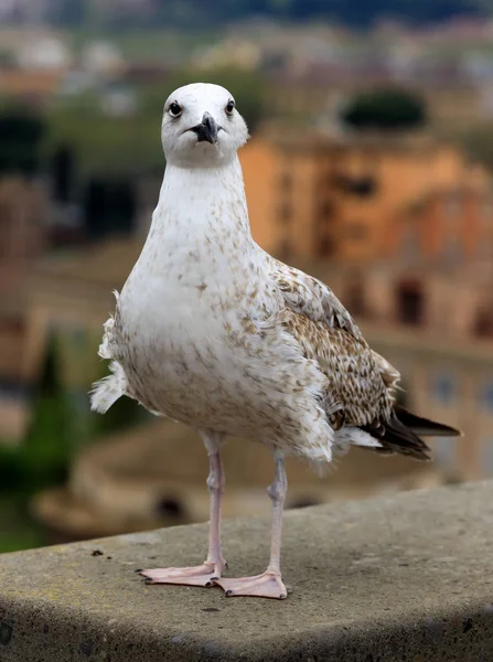 Gull close up — Stock Photo, Image