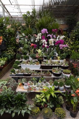 Coyoacan'da bitki fidanlığı