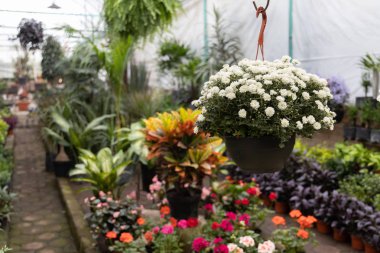 Coyoacan'da bitki fidanlığı