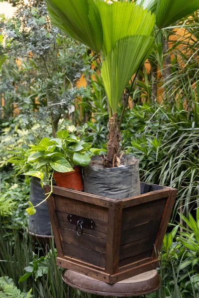 Plant kwekerij in Coyoacan — Stockfoto