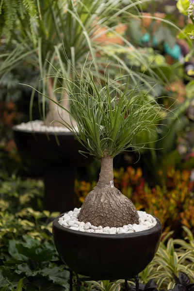 Plant kwekerij in Coyoacan — Stockfoto