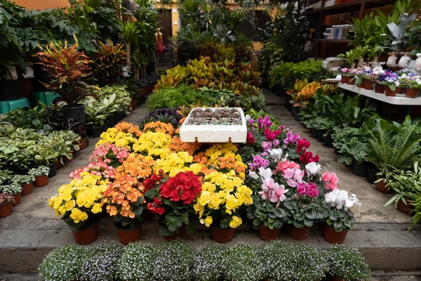 Vivaio vegetale a Coyoacan — Foto Stock