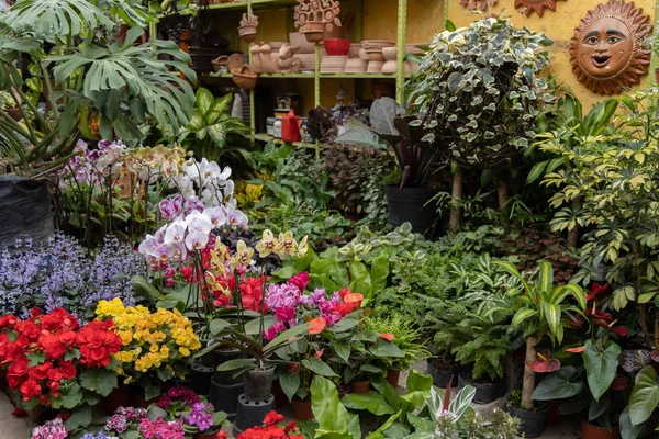 Plant kwekerij in Coyoacan — Stockfoto