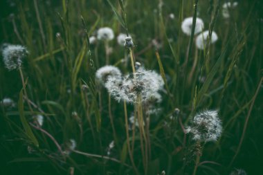 Doğal bulanık yeşil arka planda beyaz karahindiba tohumları. Yaklaş. Beyaz tüylü karahindiba, çayır. Yaz, bahar, doğa. Taze, çiçek.