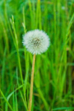 Tüylü karahindibalar gün batımında bir çayırda güneş ışınlarında parlarlar. Güzel karahindiba çiçekleri ilkbaharda Güneşin altın ışınlar altında yakın bir tarlada.