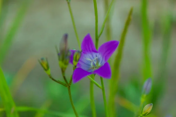 Flor Campanario Azul Campo Jardín Hermosa Campanilla Azul — Foto de Stock