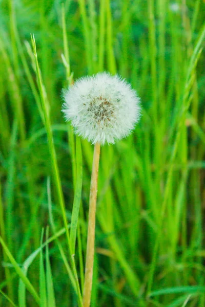 Fluffy Dandelions Glow Rays Sunlight Sunset Nature Meadow Beautiful Dandelion — Stock Photo, Image