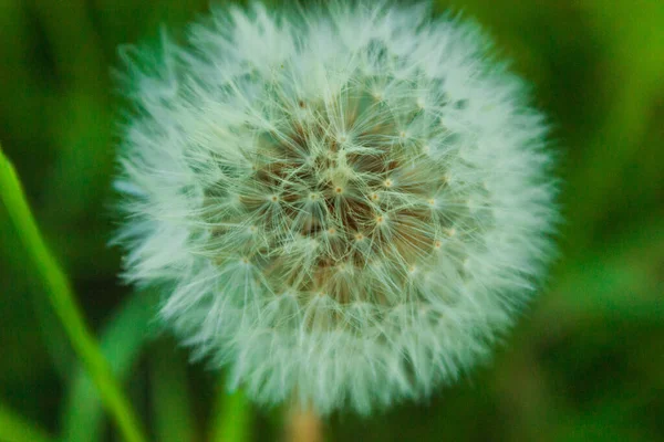 Fluffy Paardebloemen Gloeien Stralen Van Zonlicht Bij Zonsondergang Natuur Een — Stockfoto