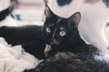 Yüzünde zeki sert ve ciddi bir ifade, göz teması olan bir kedi.