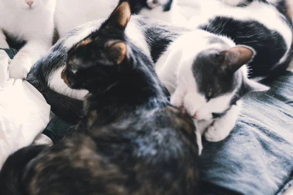 Дружба двух домашних кошек у постели — стоковое фото