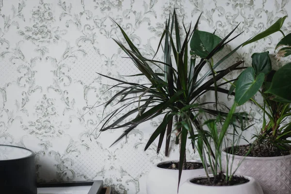 Różne piękne zielone rośliny w doniczkach na białym — Zdjęcie stockowe