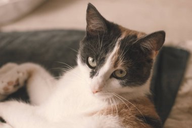 Yatağa uzanmış üç renkli güzel kedi