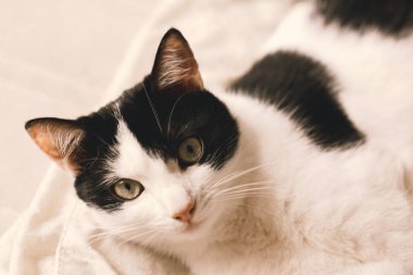 Yatağa uzanmış üç renkli güzel kedi