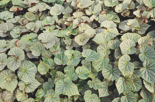 Grünes Blatt Auf Naturhintergründen — Stockfoto