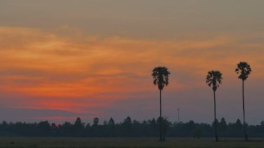 Pirinç alan şeker palmiye ağacı ile renkli kırmızı güneş disk zaman atlamalı. Kırsal Tayland.