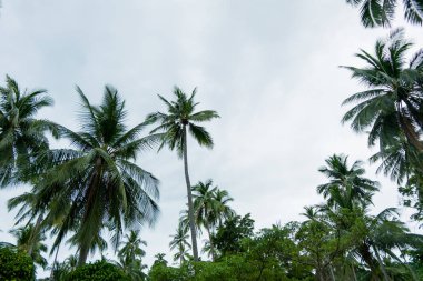 Hindistan cevizi ağacı gökyüzü arka plan üzerinde