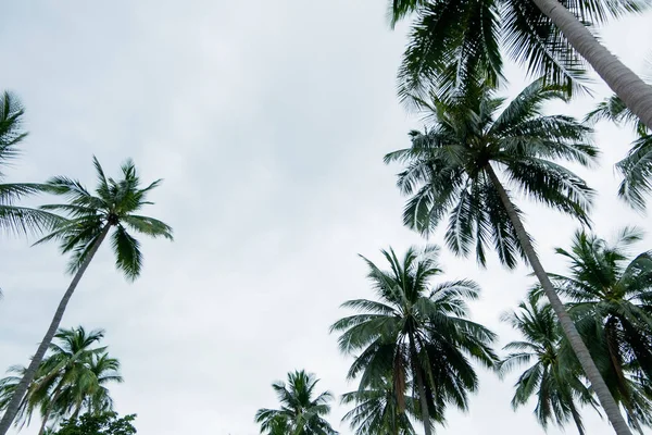 天空椰子树背景 — 图库照片