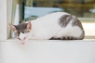 Masada uyuyan bir kedi