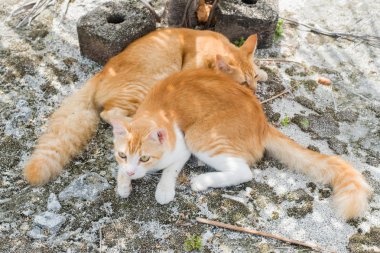 Yerde yatan iki turuncu kedi 