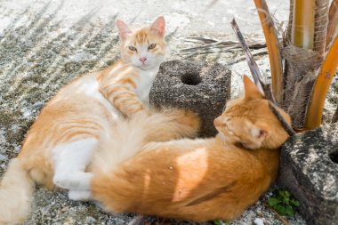 Yerde yatan iki turuncu kedi 