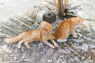 Yerde yatan iki turuncu kedi 