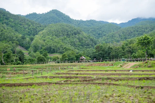 Grön risfält med bergs bakgrund i Maehongson, Thailand — Stockfoto