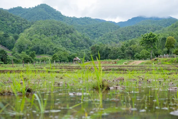 Grön risfält med bergs bakgrund i Maehongson, Thailand — Stockfoto