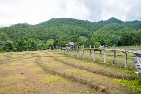 Vacker bambu bro i risfält i Pai, Maehongson — Stockfoto