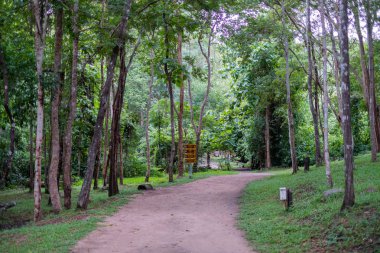 Ormanda Yeşil Ağaçlı Yürüyüş Yolu.