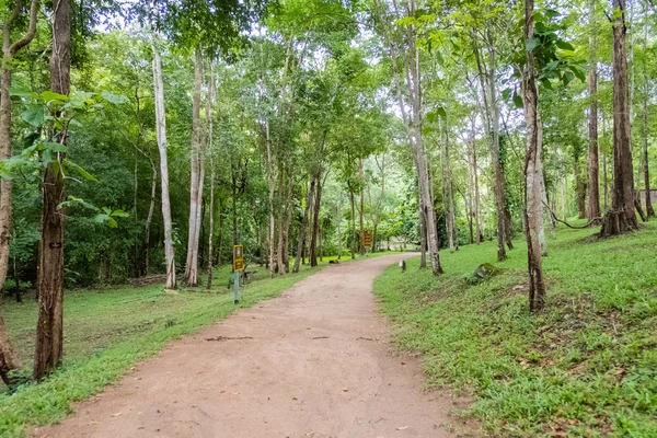Passerella Sentiero con alberi verdi nella foresta. — Foto Stock