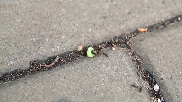 Группа муравьёв атакует и съедает гусеницу в замедленной съемке — стоковое видео