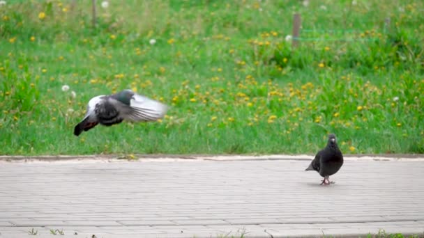 La temporada de apareamiento de las palomas, el vuelo de una paloma en cámara lenta — Vídeo de stock