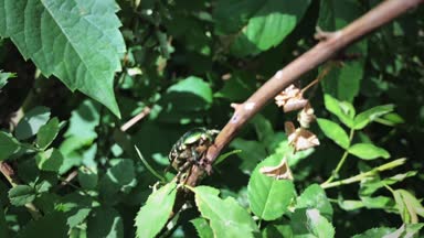 Böcek bronzovka yavaş çekimde uçar